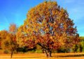 26 symbolic meanings of dreaming about a tree full of leaves
