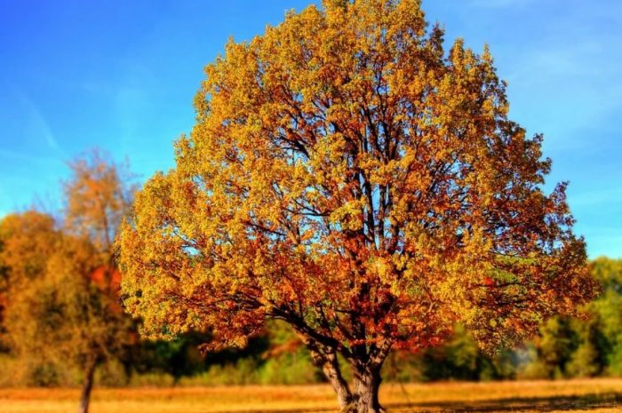 26 symbolic meanings of dreaming about a tree full of leaves