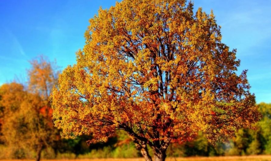26 symbolic meanings of dreaming about a tree full of leaves