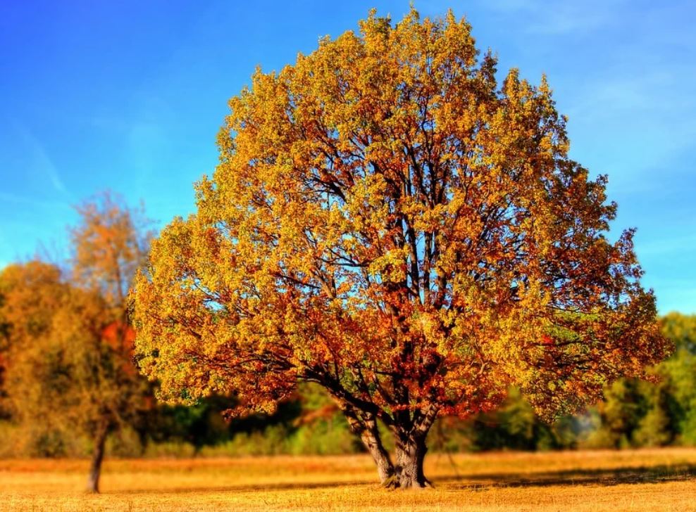 26 symbolic meanings of dreaming about a tree full of leaves