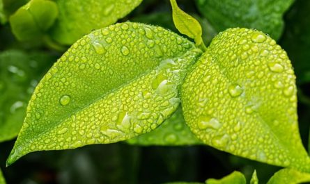 23 symbolic meanings of dreaming about green leaves