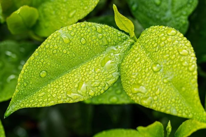 23 symbolic meanings of dreaming about green leaves