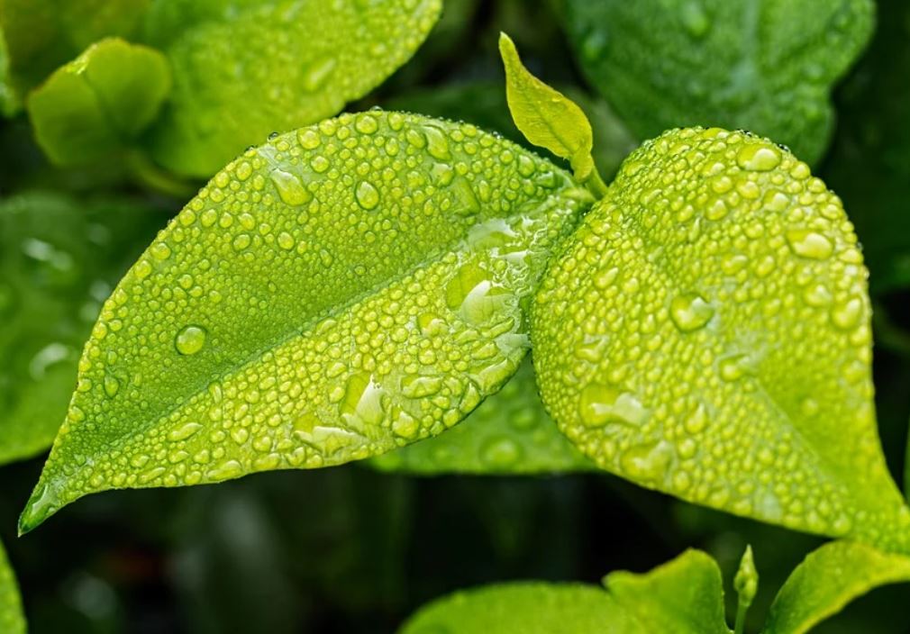 23 symbolic meanings of dreaming about green leaves