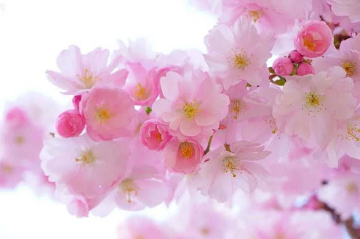 21 symbolic meanings of dreaming about flowers