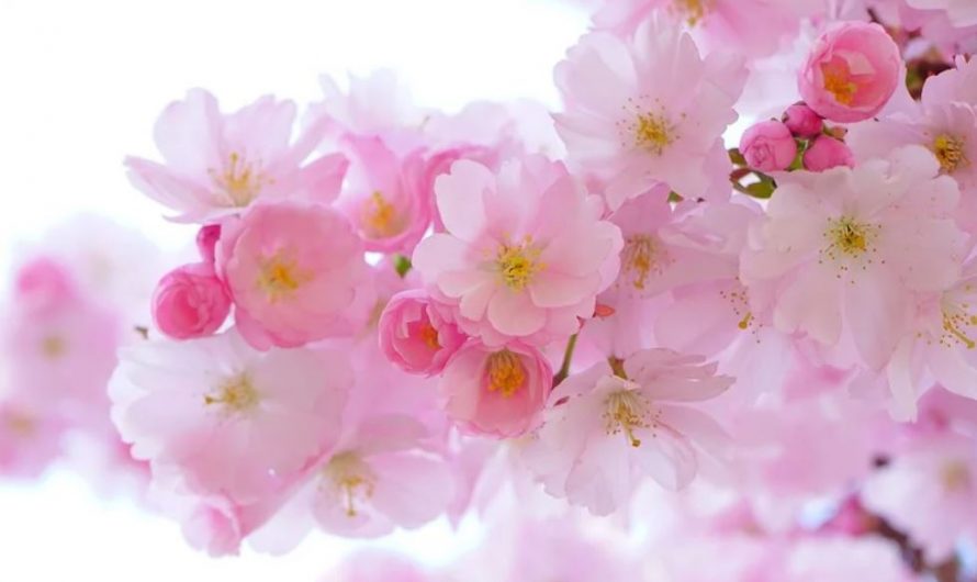 21 symbolic meanings of dreaming about flowers