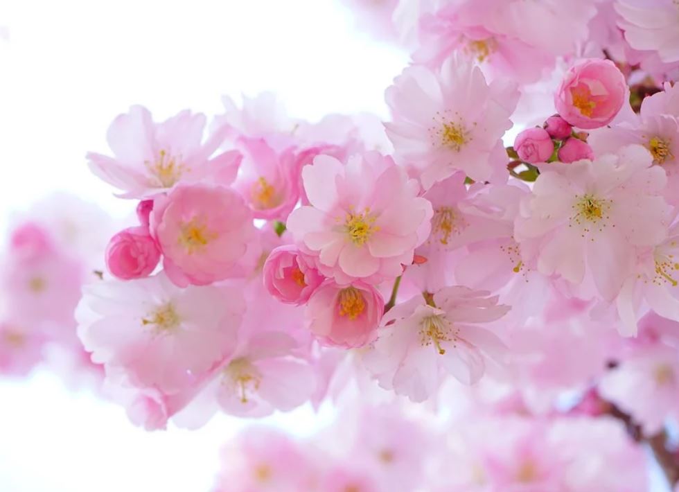 21 symbolic meanings of dreaming about flowers