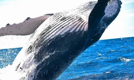 11 Symbolic Meanings of Dreaming of Whales Swimming