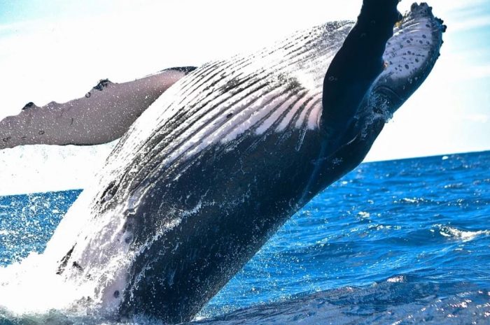 11 Symbolic Meanings of Dreaming of Whales Swimming