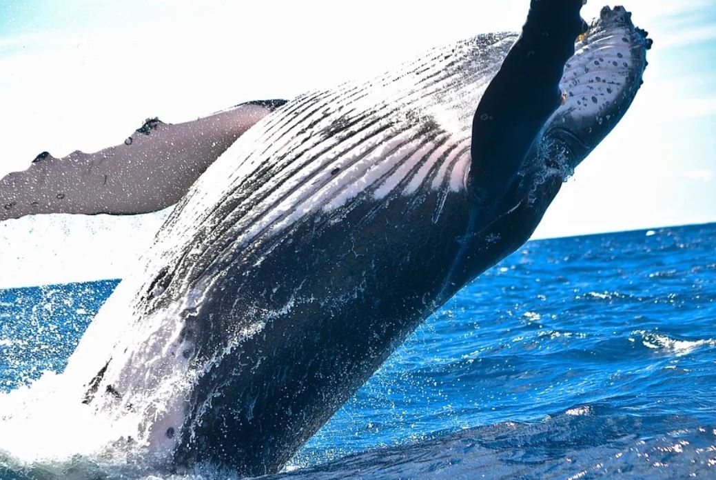 11 Symbolic Meanings of Dreaming of Whales Swimming