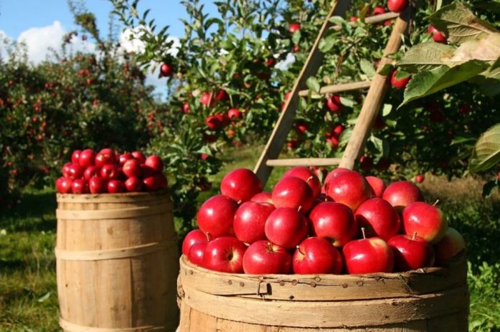 19 Symbolic Meanings of Dreaming About Eating Apples