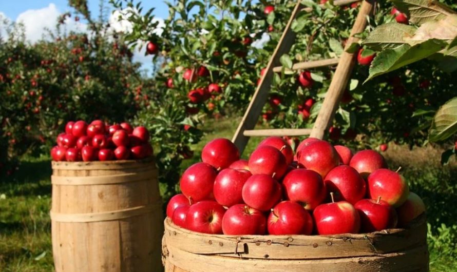 19 Symbolic Meanings of Dreaming About Eating Apples