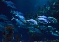 13 Symbolic Meanings of Dreaming of an Aquarium Full of Fish