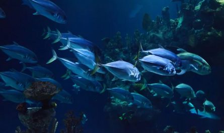 13 Symbolic Meanings of Dreaming of an Aquarium Full of Fish