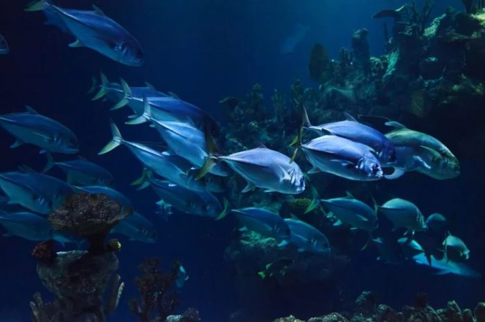 13 Symbolic Meanings of Dreaming of an Aquarium Full of Fish