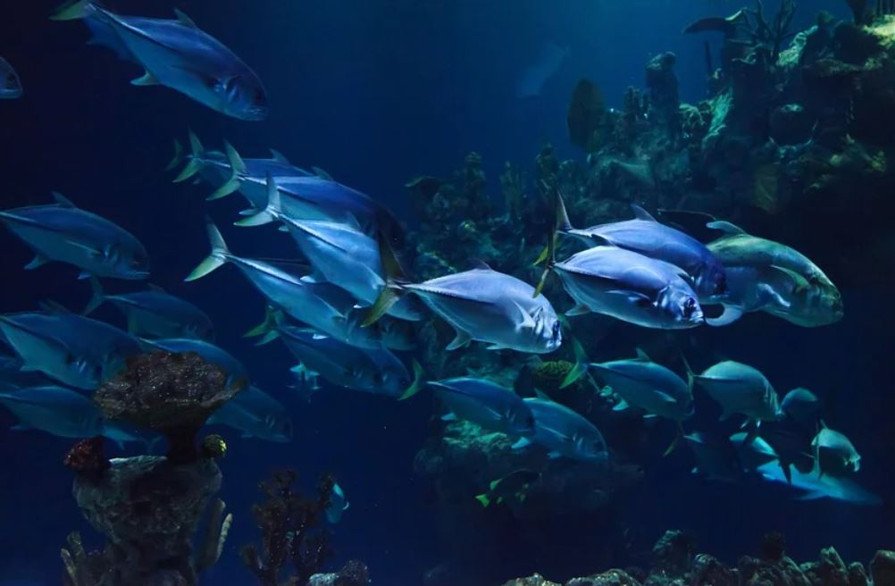 13 Symbolic Meanings of Dreaming of an Aquarium Full of Fish