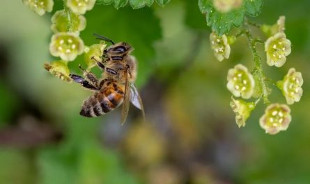 26 symbolic meanings of dreaming about bees