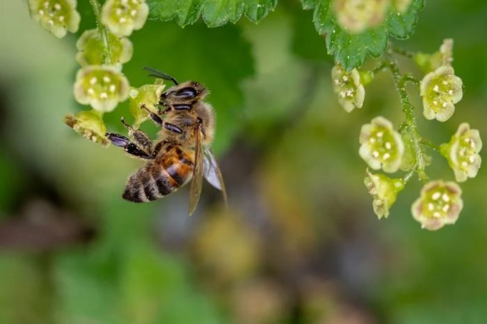 26 symbolic meanings of dreaming about bees