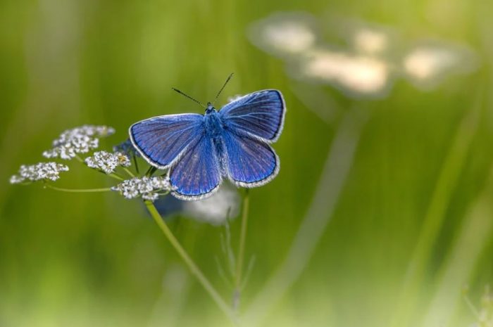 23 symbolic meanings of dreaming about butterflies