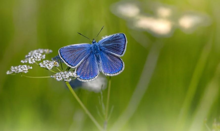 23 symbolic meanings of dreaming about butterflies