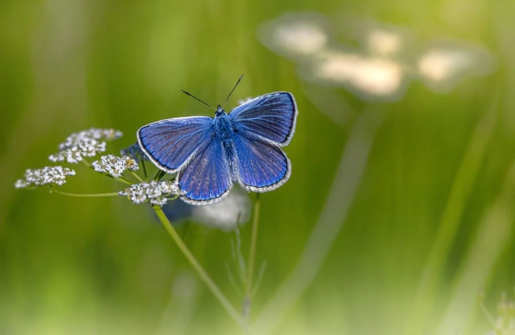 23 symbolic meanings of dreaming about butterflies