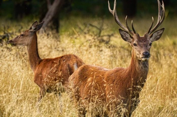 12 symbolic meanings of dreaming about a deer