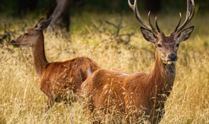12 symbolic meanings of dreaming about a deer