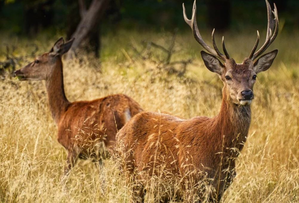 12 symbolic meanings of dreaming about a deer