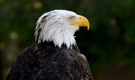24 symbolic meanings of dreaming about an eagle