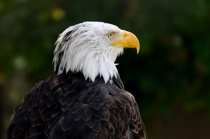 24 symbolic meanings of dreaming about an eagle