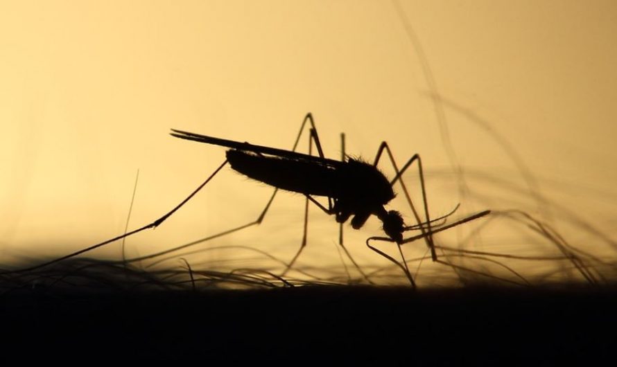 15 Symbolic Meanings of Dreaming About Mosquito Bites