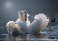 14 Symbolic Meanings of Dreaming of White Swans