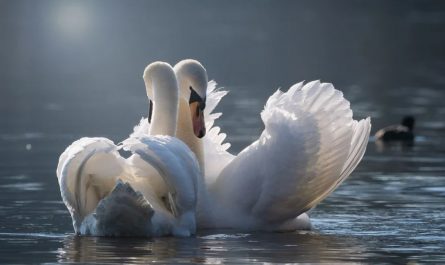 14 Symbolic Meanings of Dreaming of White Swans