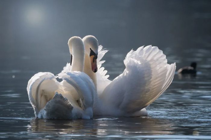 14 Symbolic Meanings of Dreaming of White Swans