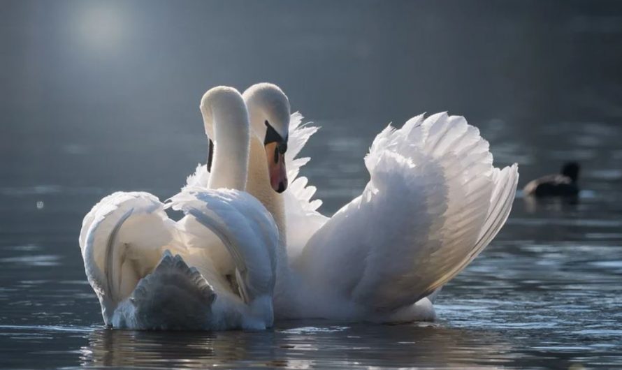 14 Symbolic Meanings of Dreaming of White Swans