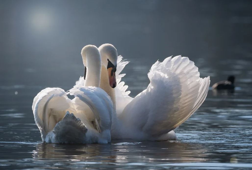 14 Symbolic Meanings of Dreaming of White Swans