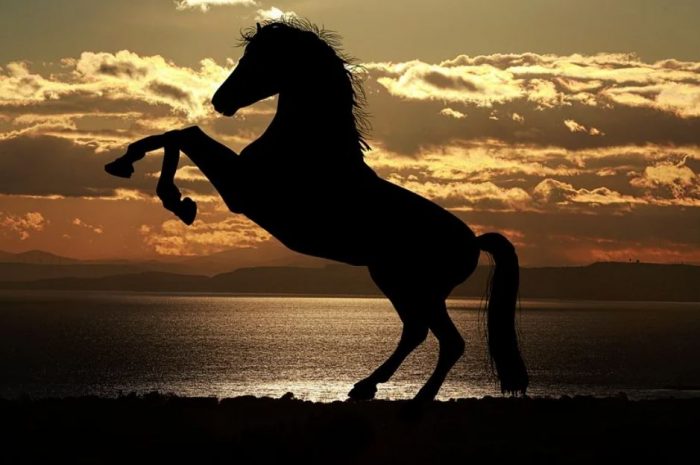 22 symbolic meanings of dreaming about horses