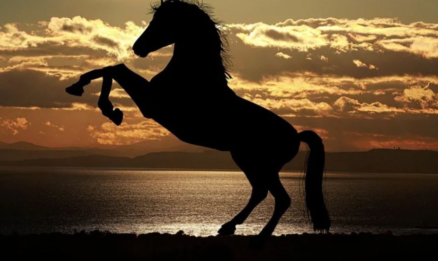 22 symbolic meanings of dreaming about horses