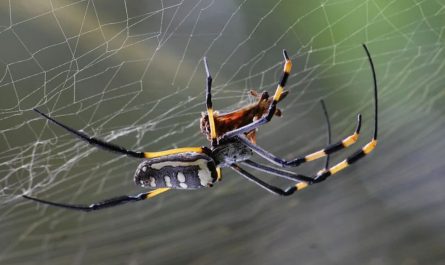 18 symbolic meanings of dreaming about spiders