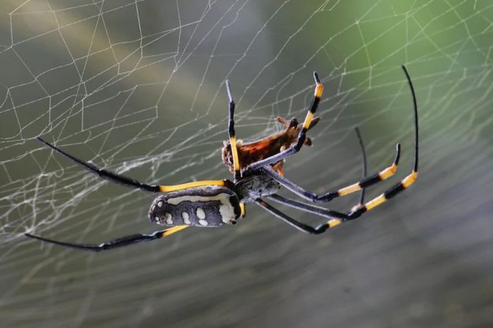 18 symbolic meanings of dreaming about spiders
