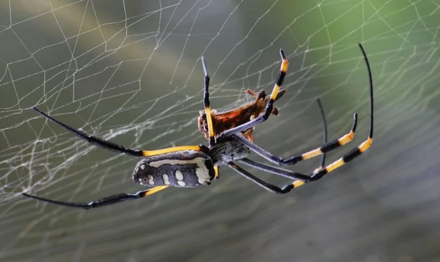 18 symbolic meanings of dreaming about spiders