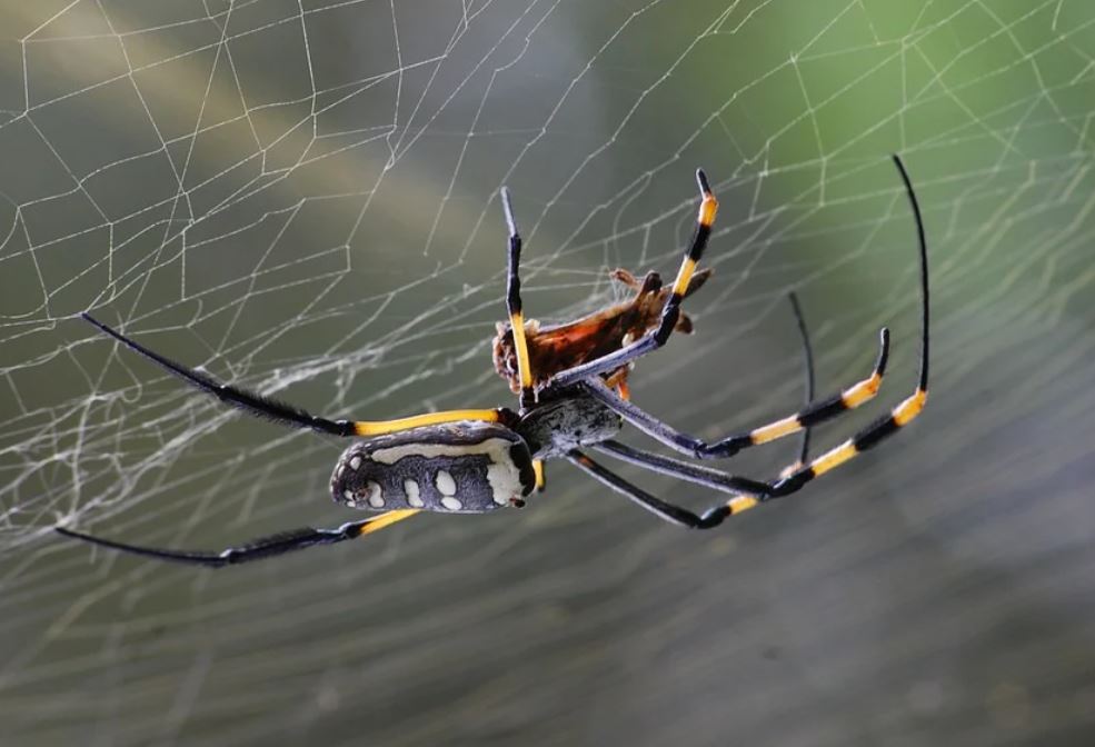 18 symbolic meanings of dreaming about spiders