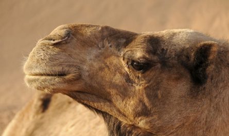 15 Symbolic Meanings of Dreaming of a Dromedary