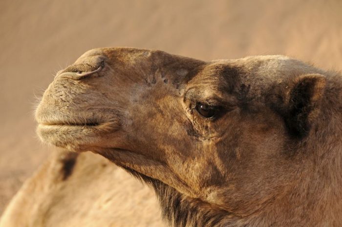 15 Symbolic Meanings of Dreaming of a Dromedary