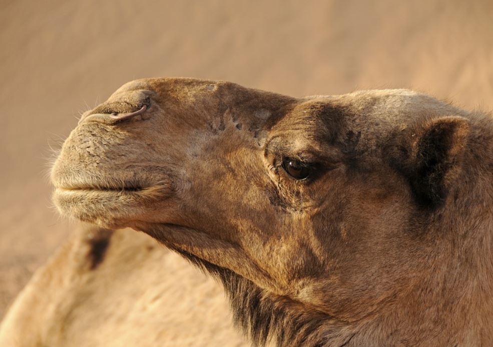 15 Symbolic Meanings of Dreaming of a Dromedary