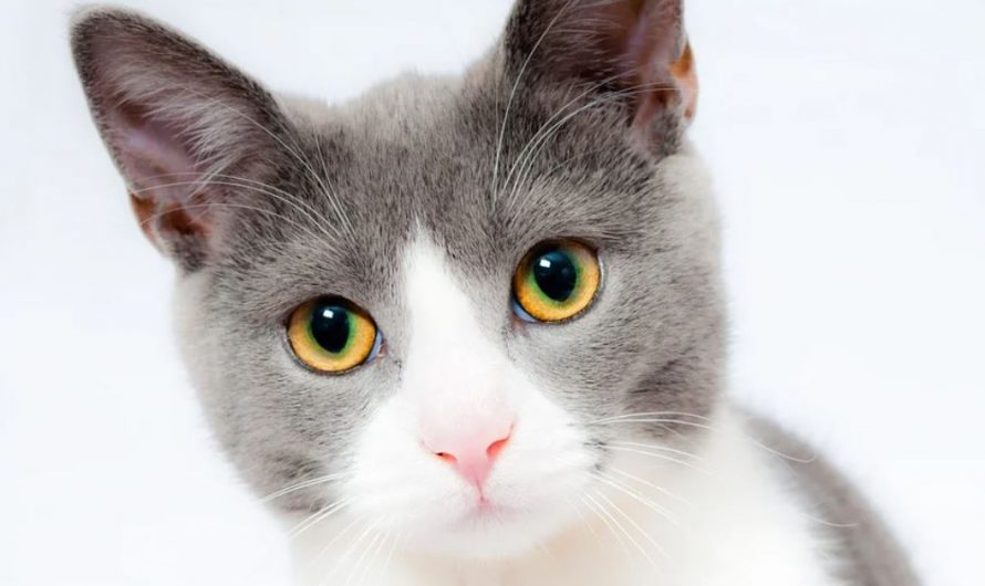 17 Symbolic Meanings of Dreaming of a Cat