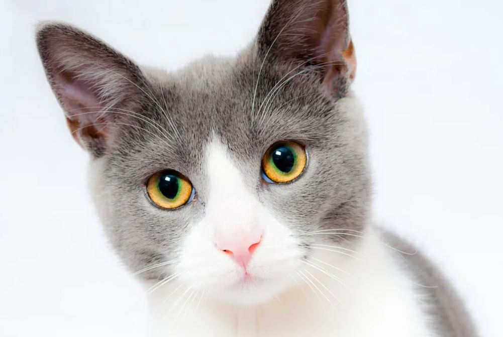 17 Symbolic Meanings of Dreaming of a Cat