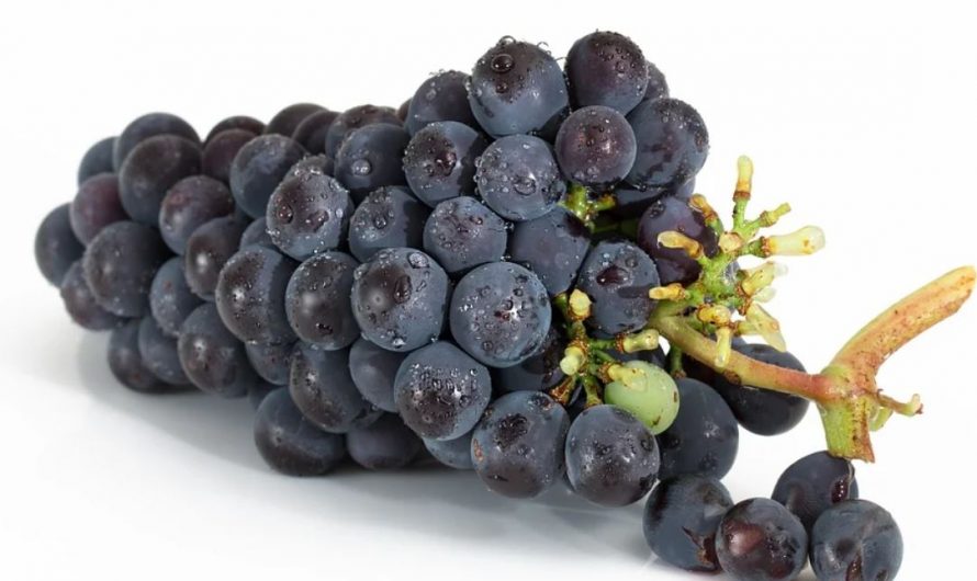 12 symbolic meanings of dreaming about picking grapes