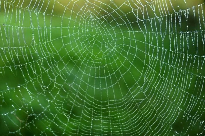 20 symbolic meanings of dreaming about spider webs