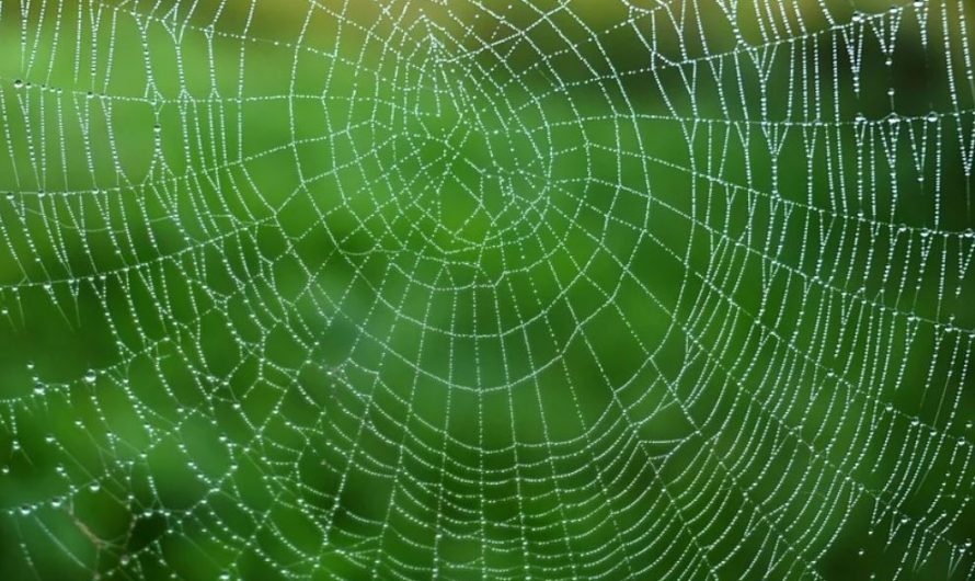 20 symbolic meanings of dreaming about spider webs