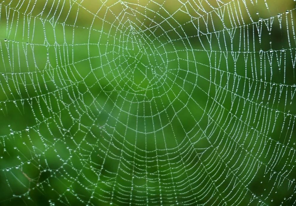 20 symbolic meanings of dreaming about spider webs